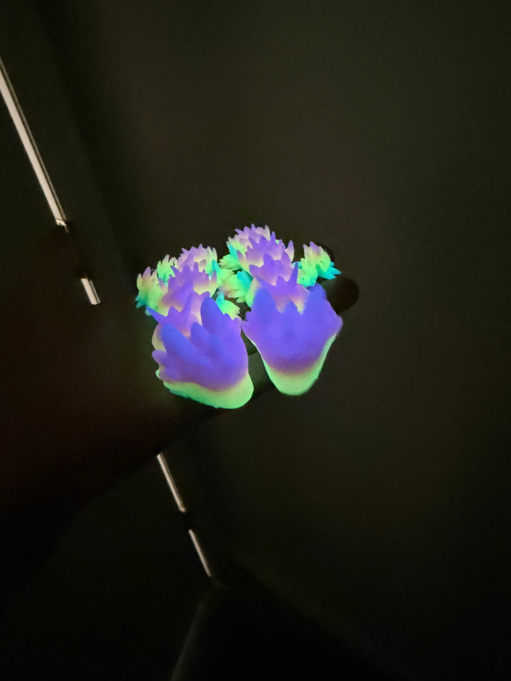 Mini Glow In Dark Baby Dragon Flexi